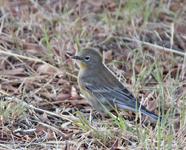 Audobons Yellow rumped Warbler 4188